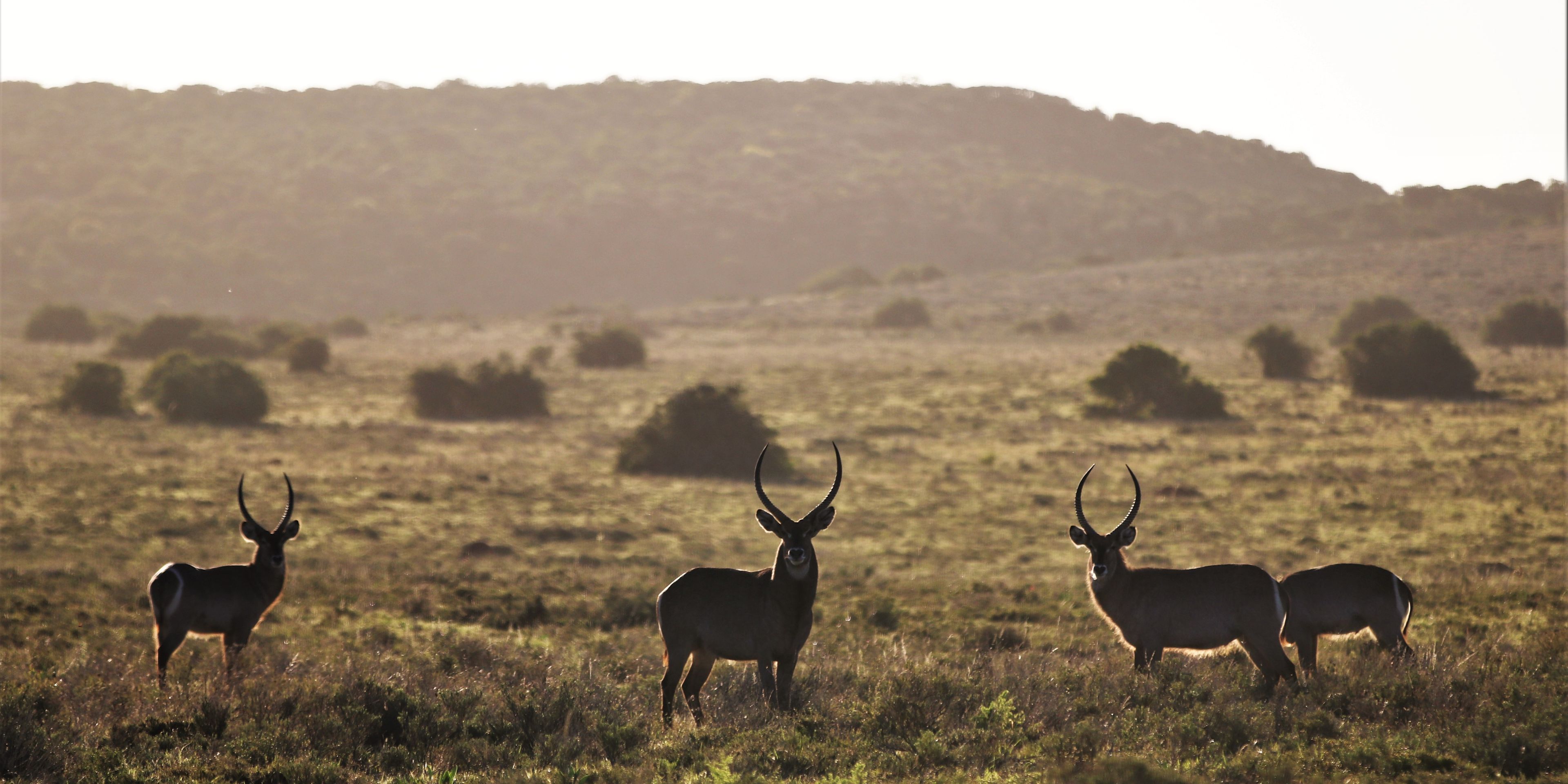 Eine kleine Herde ueberwiegend maennlicher Wasserboecke steht im Sonnenuntergang im suedafrikanischen Amakhala Game Reserve
