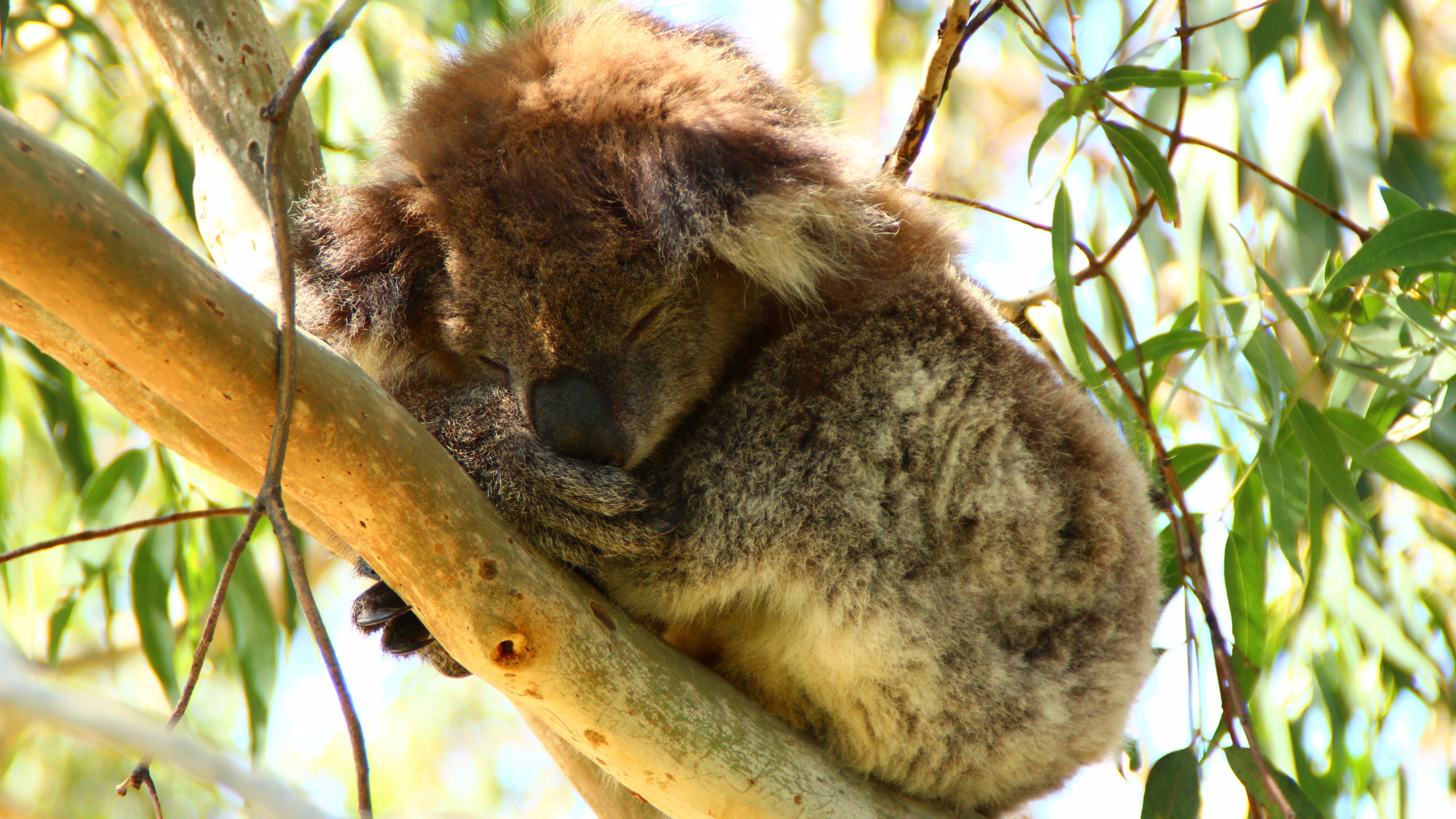 naturreise-koalaschutz-australien-schlafender-koala-eukalyptus-natucate