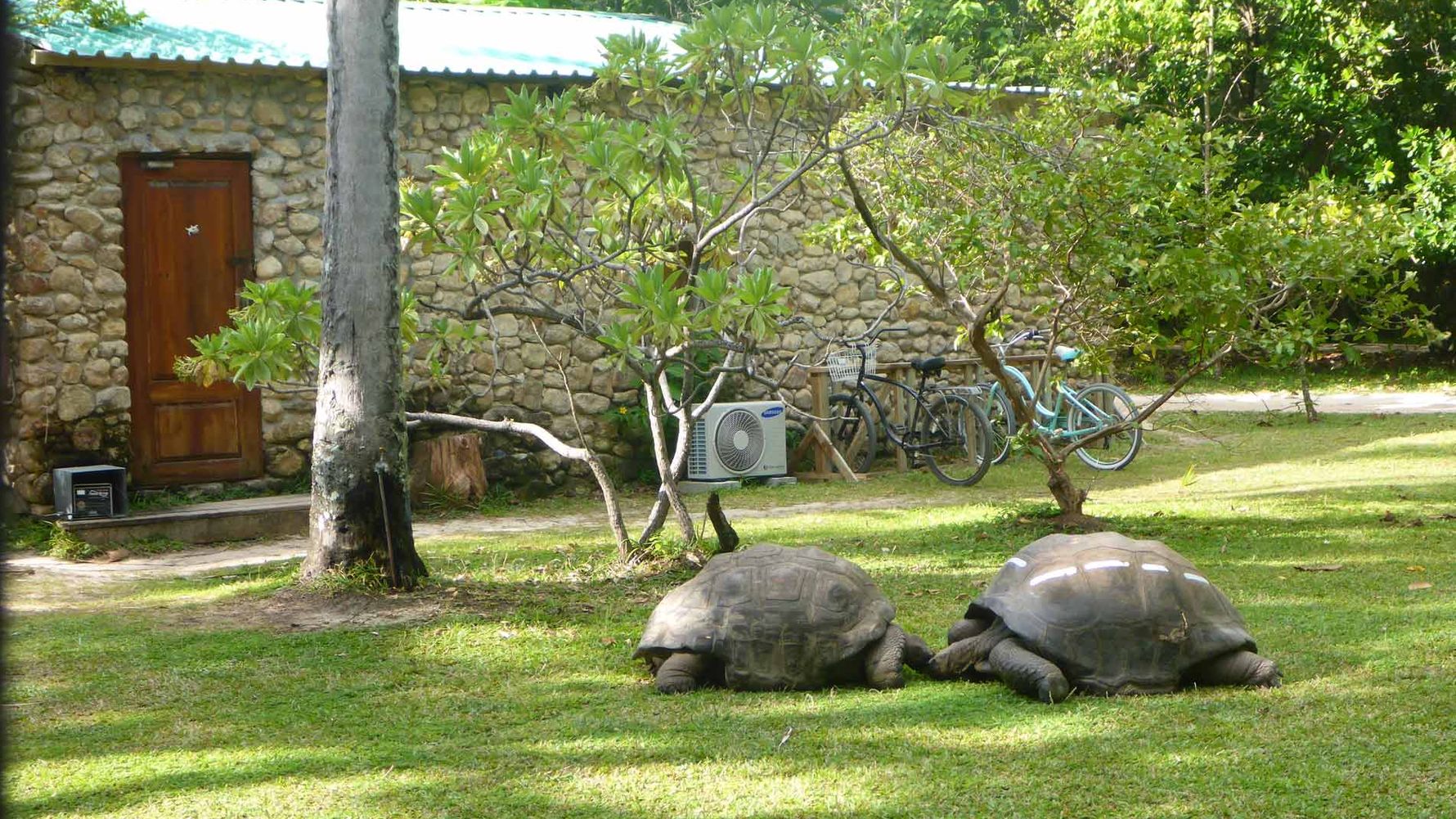 freiwilligenarbeit-seychellen-erfahrungsbericht-artenschutz-kundenfotos-schildkroeten-natucate
