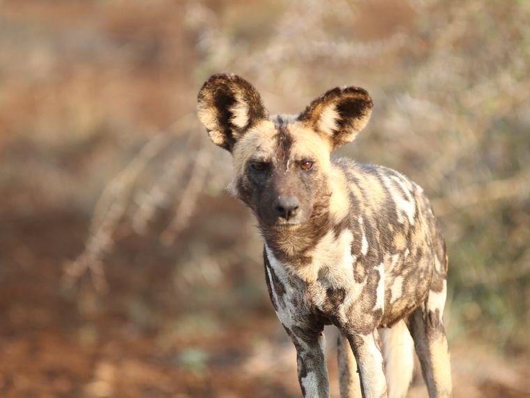artenschutz-rudel-wildhundrudel-staupe-virus-blog-natucate