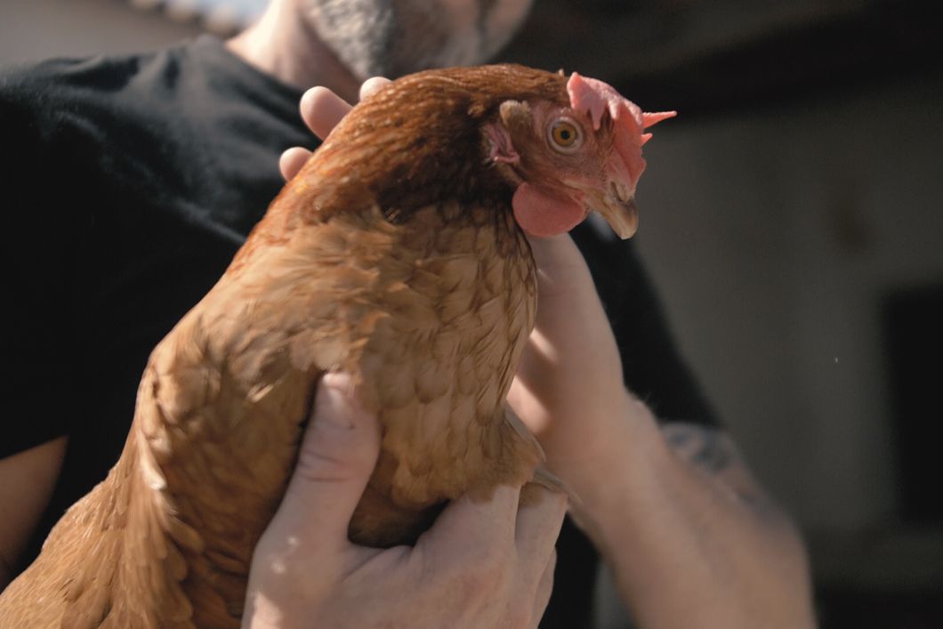 Ein Freiwilligenhelfer hält ein braunes Huhn vor seiner Brust und streichelt es.