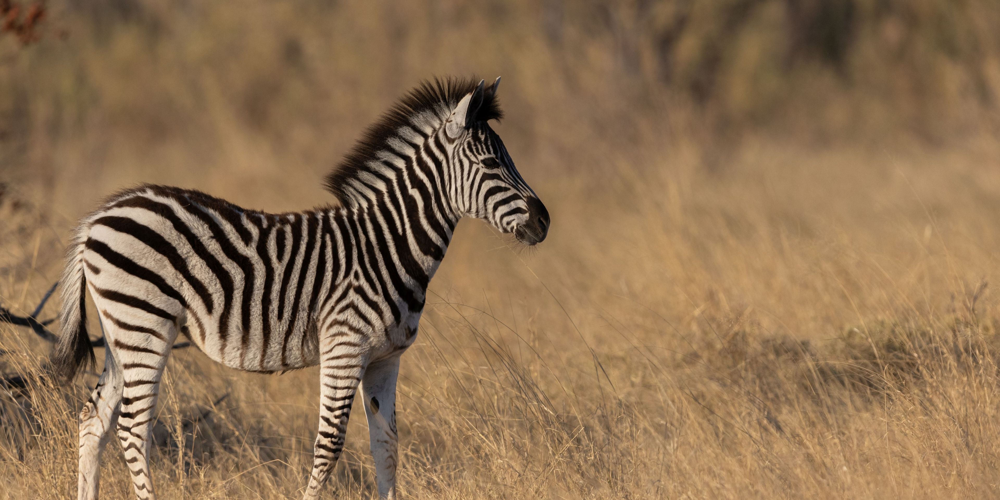 sabbatical-suedliches-afrika-namibia-field-guide-level-1-freiwilligenarbeit-zebra-natucate