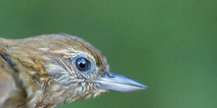 Beobachtung eines Baumsteigers im Rahmen einer Ornithologie Unterrichtsstunde im Amazonas