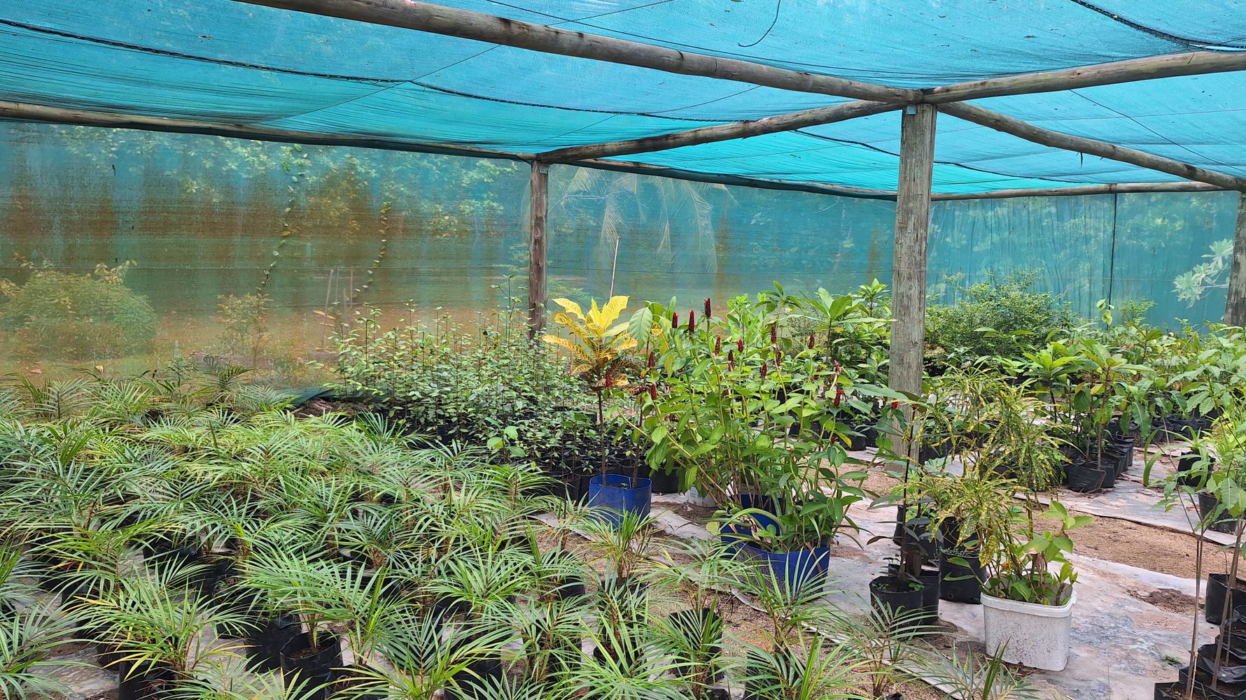 natucate-blog-review-seychelles-north-island-lydia-plant-nursery
