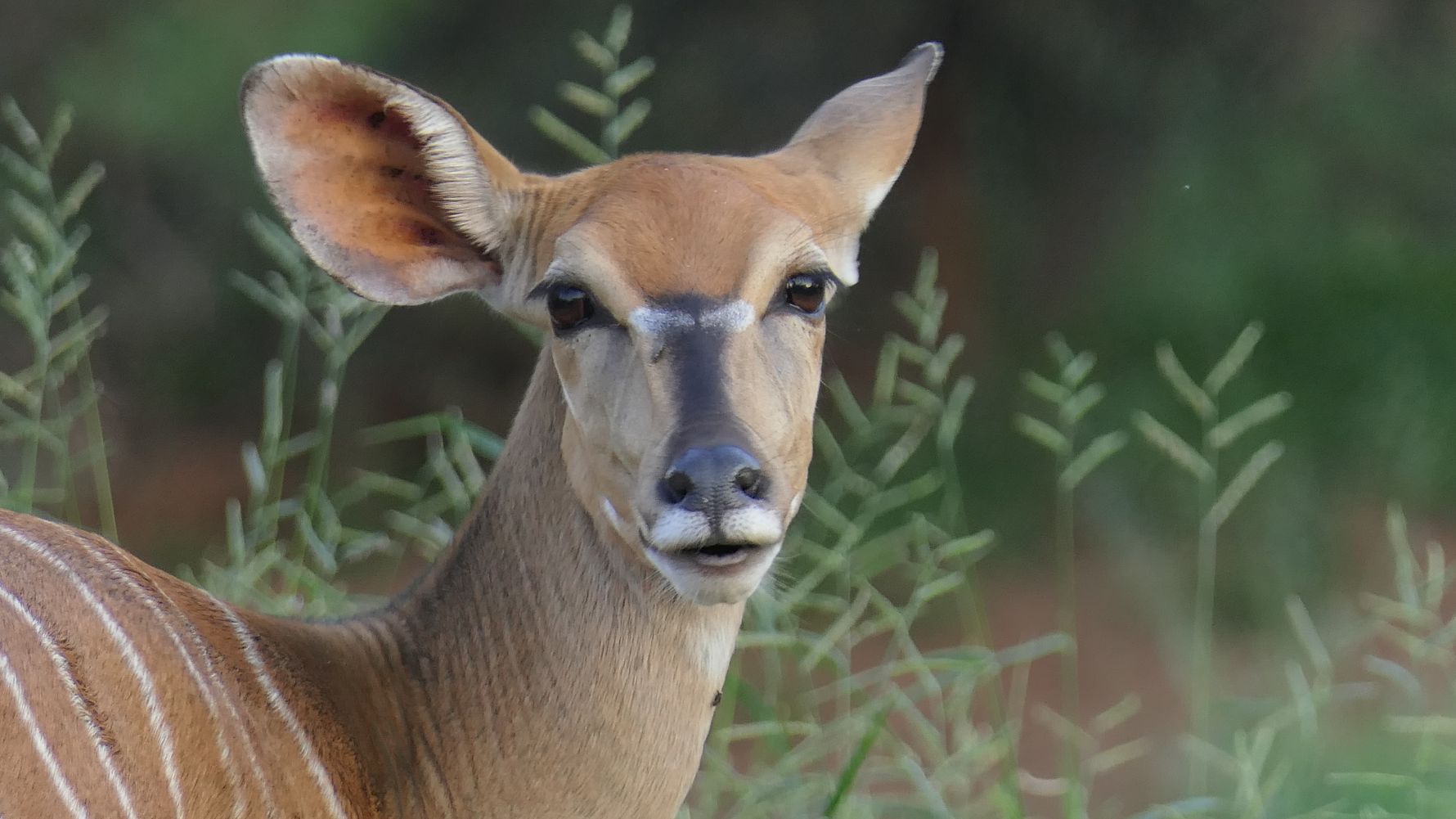 erfahrungsbericht-suedafrika-naturausbildung-tracking-fotografie-kundenfotos-impala-natucate