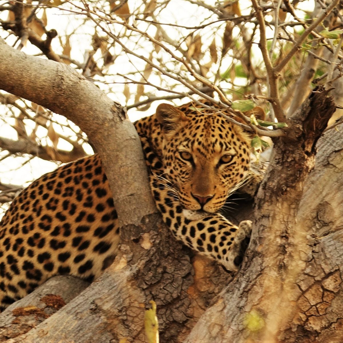 blog-ratgeber-tiersichtungen-in-afrika-leopard-natucate