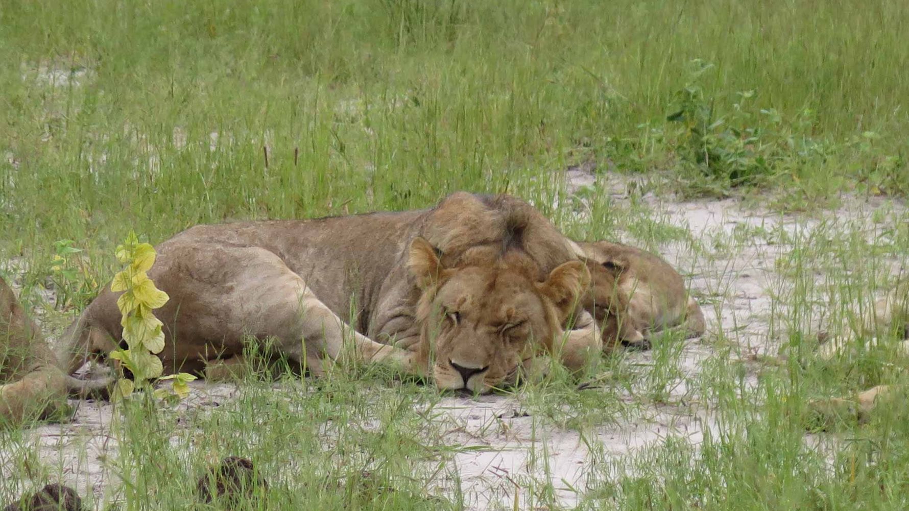 erfahrungsbericht-praktikum-botswana-artenschutz-loewen-natucate