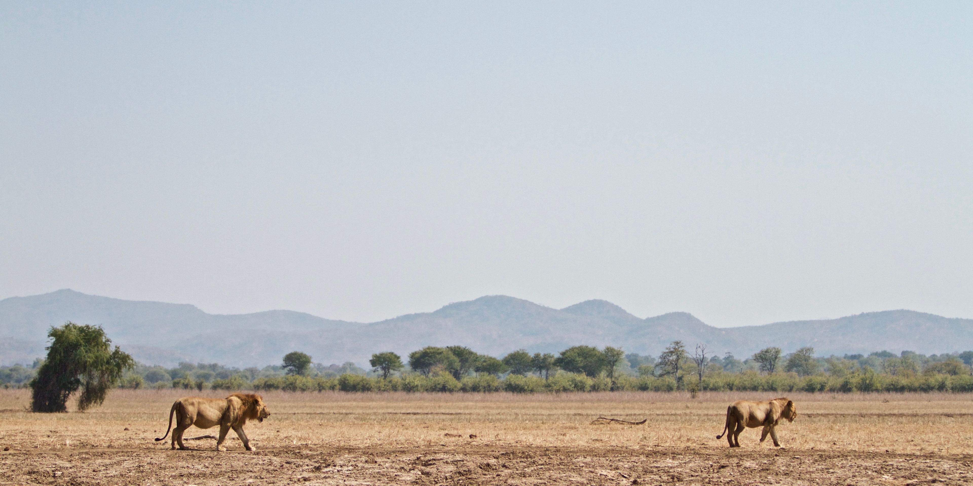 Zwei Loewen durchstreifen die Savanne Sambias