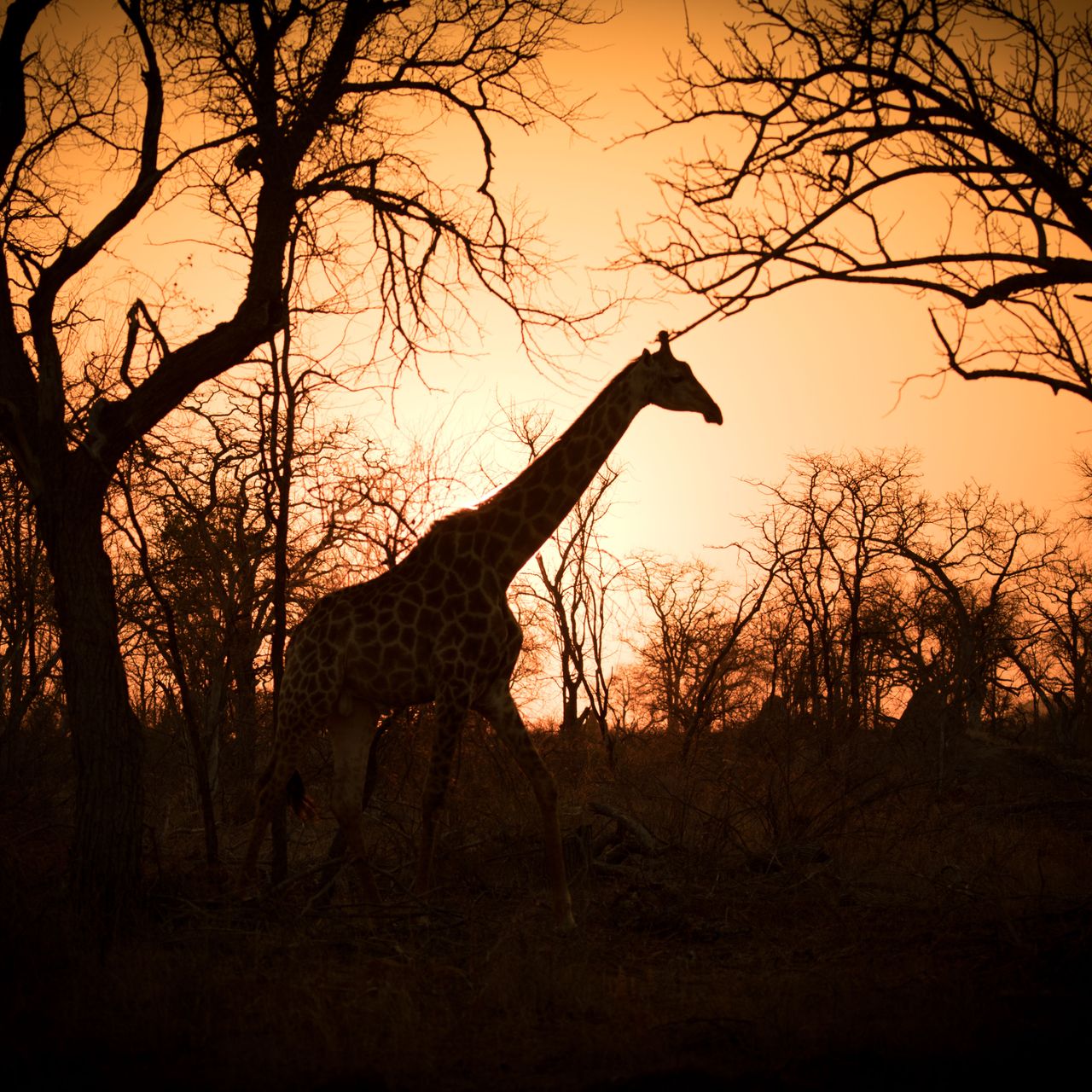 erfahrungsberichte-suedafrika-fgl1-rangerausbildung-kundenfotos-giraffe-natucate