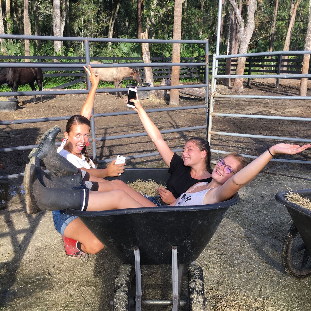 erfahrungsbericht-usa-florida-mustang-tierschutz-stall-natucate