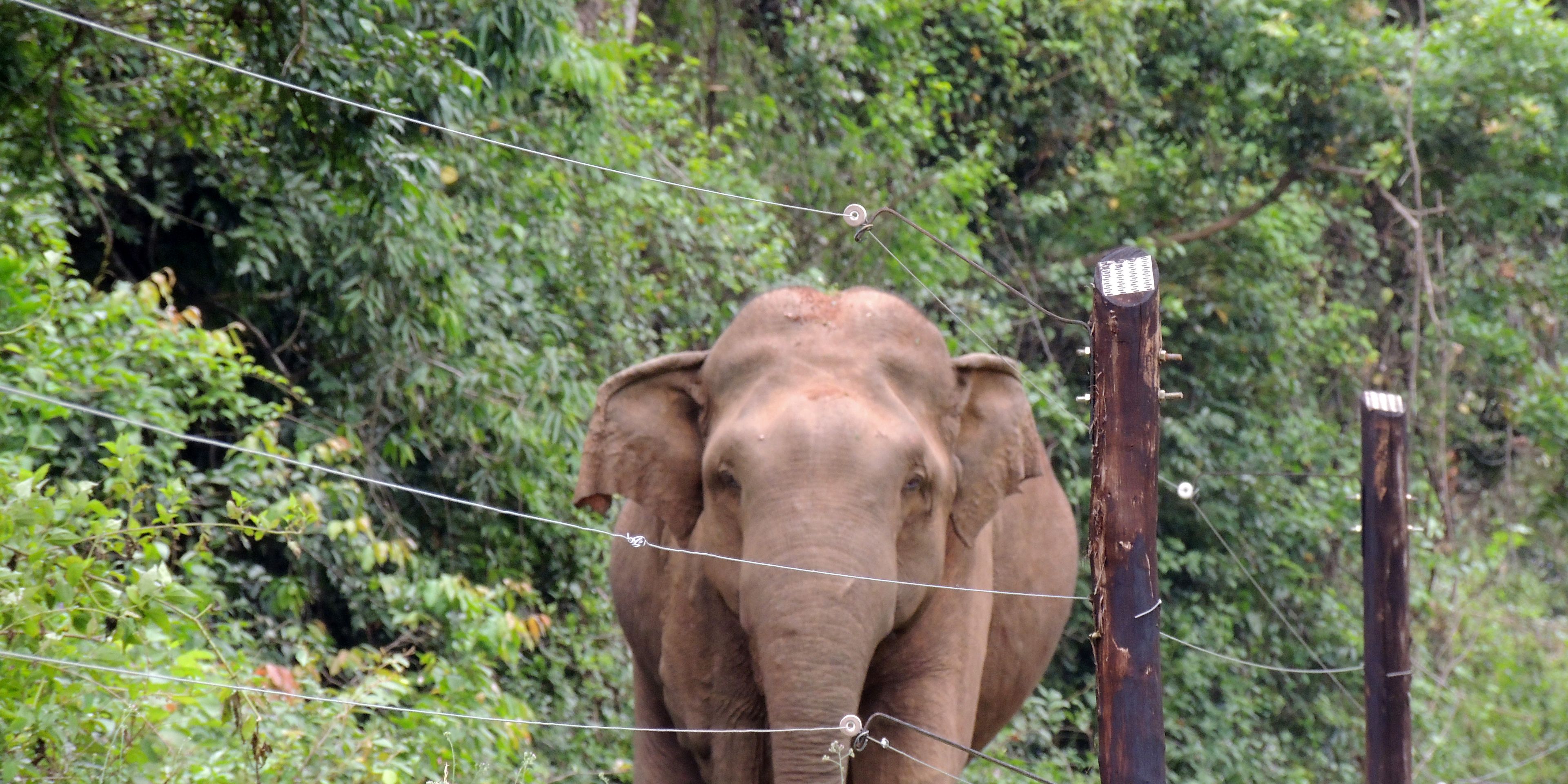 Ein Asiatischer Elefant in Sri Lanka steht hinter einem Zaun nahe des Wasgamuwa Nationalparks.