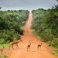 region-lake-mburo-antilopes