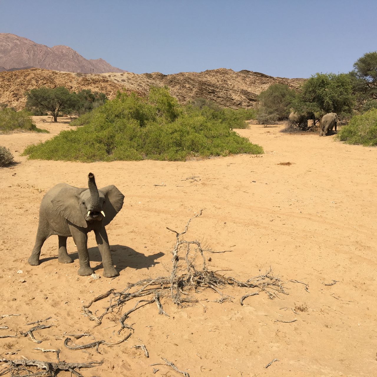 Ein afrikansicher Elefant zieht mit seinem Ruessel an dem Gestruepp eines Baumes