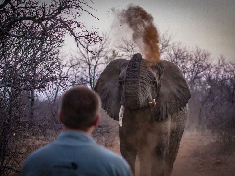 Der Konflikt zwischen Mensch und Elefant fuehrte zur Bejagung und Vertreibung von Elefanten