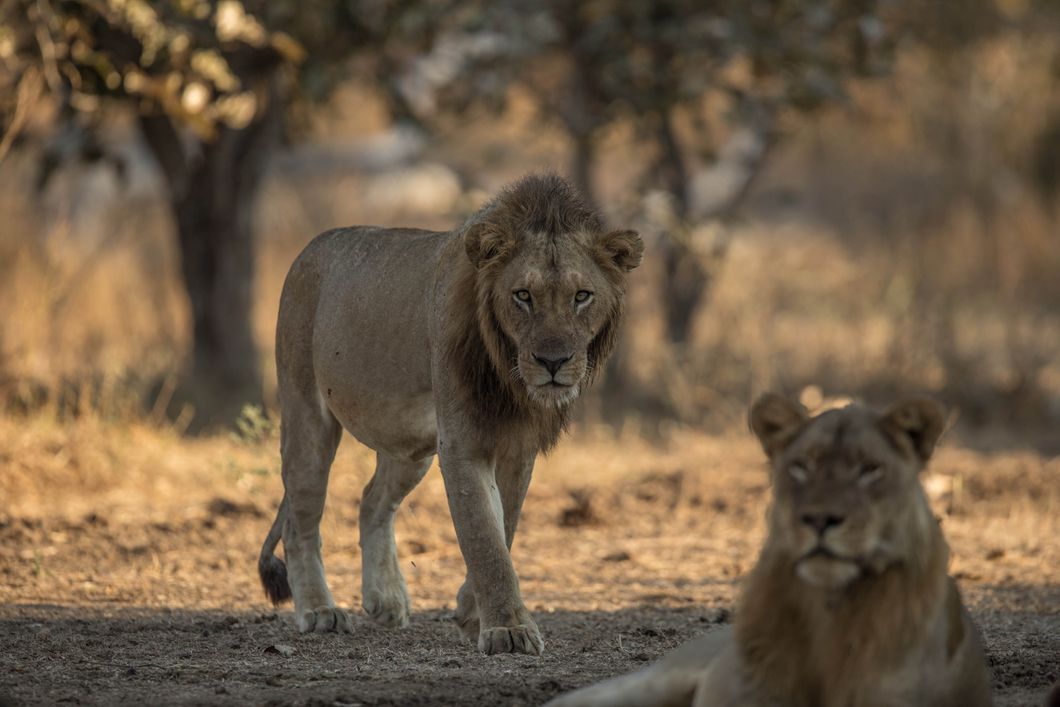 safari-botswana-kalahari-trifft-khwai-loewen