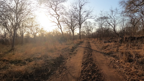 Street through the bush
