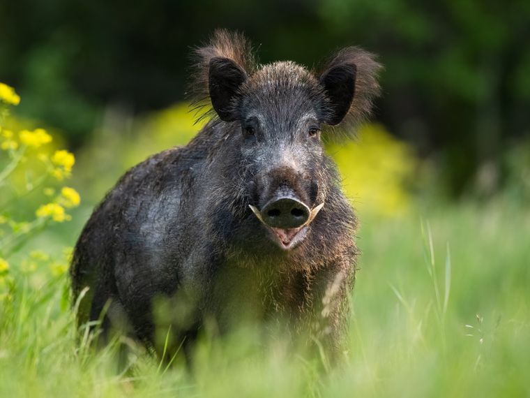 natucate-blog-knowledge-rewilding-wild-pig