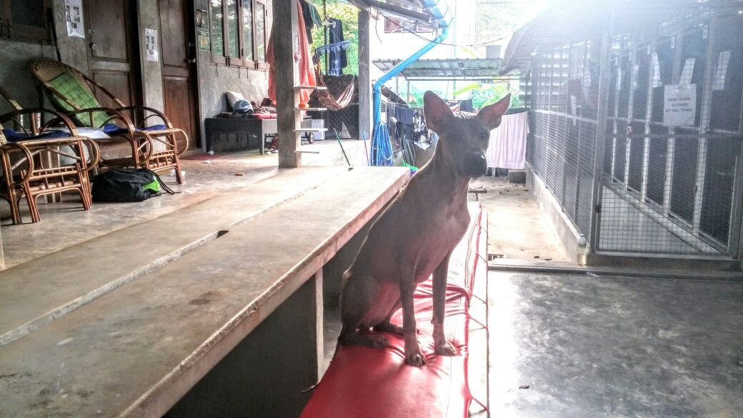 freiwilligenarbeit-thailand-erfahrungsbericht-hunde-tierschutz-natucate