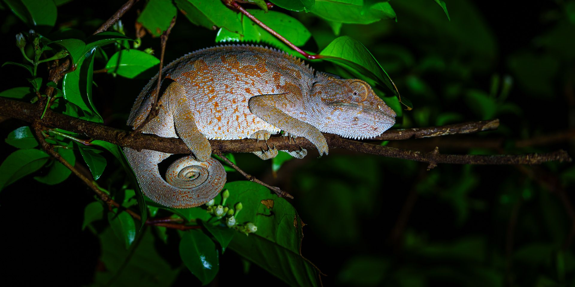 natucate-madagascar-pwe-mody-night-chameloeon