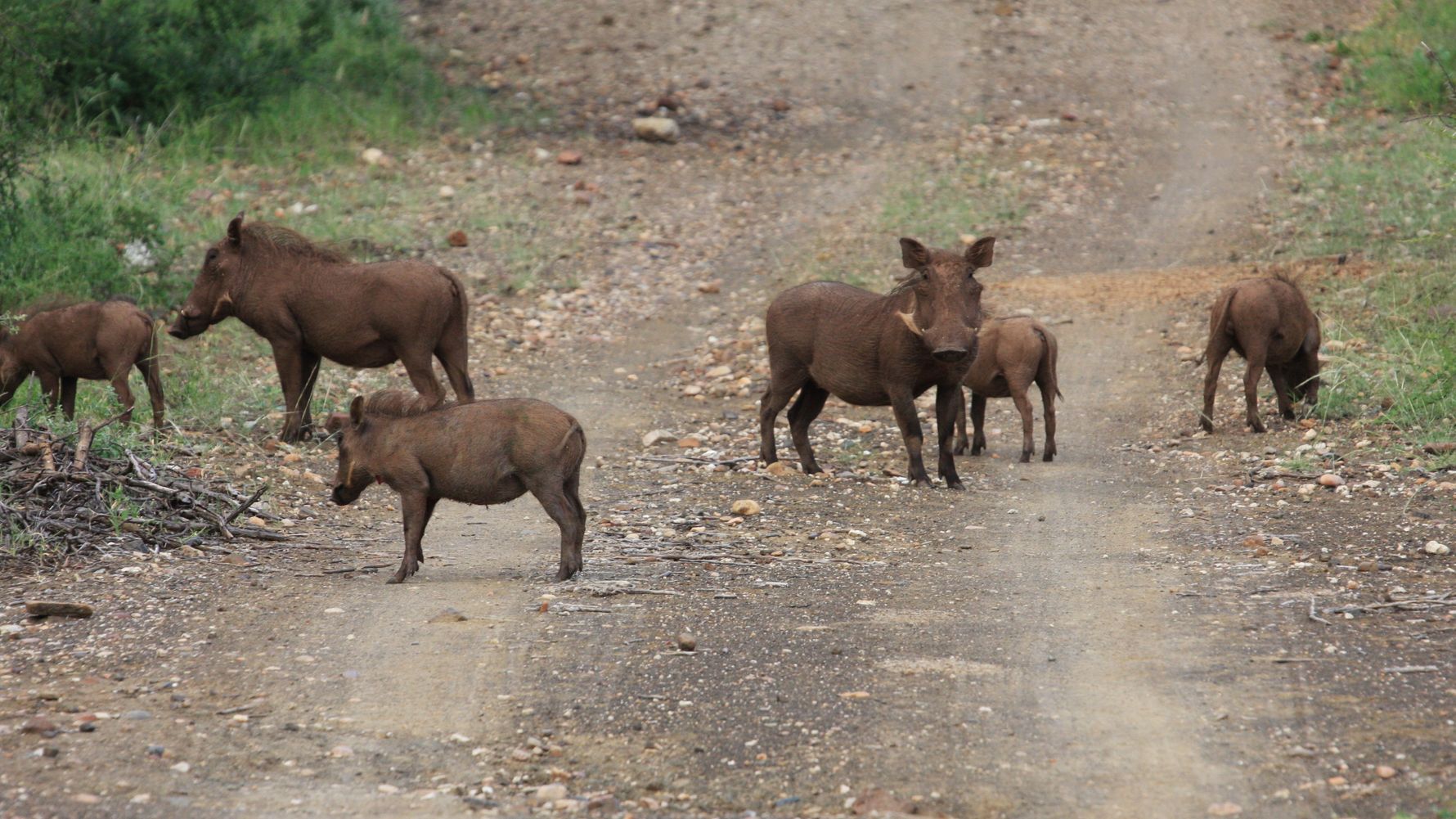naturreise-suedafrika-erfahrungsbericht-ecoquest-kundenfotos-warzenschwein-natucate