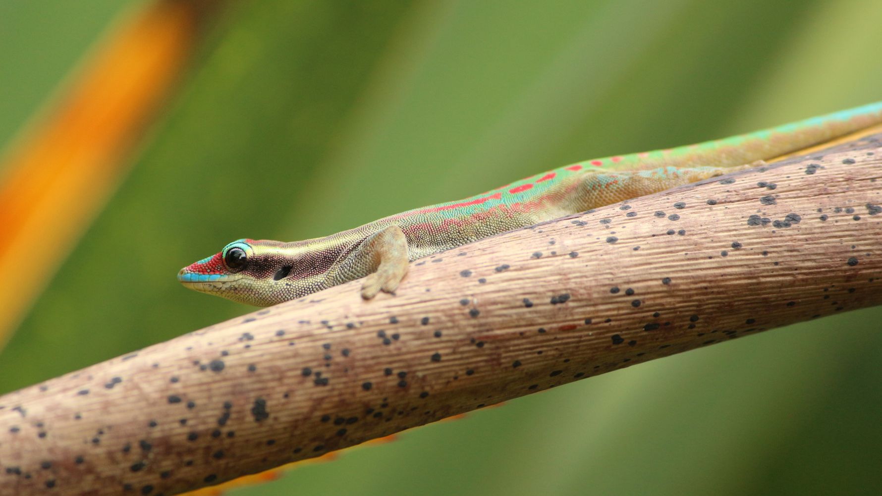 blog-ratgeber-mauritius-kestrel-valley-echse-natucate
