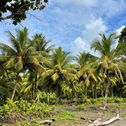 In der Nähe des Forschungszenturm in Costa Rica findet man Kokusnusspalmen