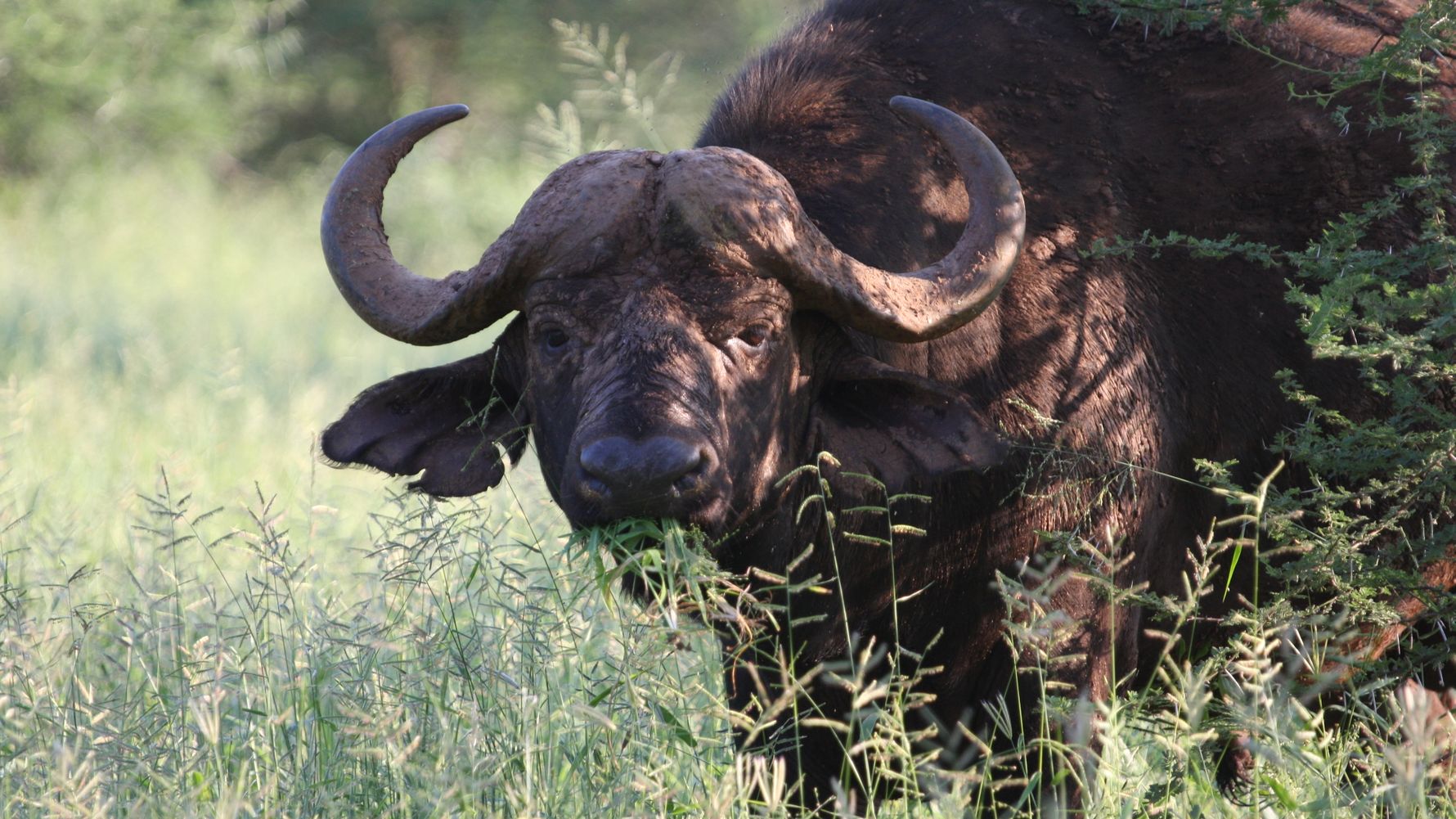 erlebnisreise-suedafrika-erfahrungsbericht-ecoquest-kundenfotos-wasserbueffel-natucate
