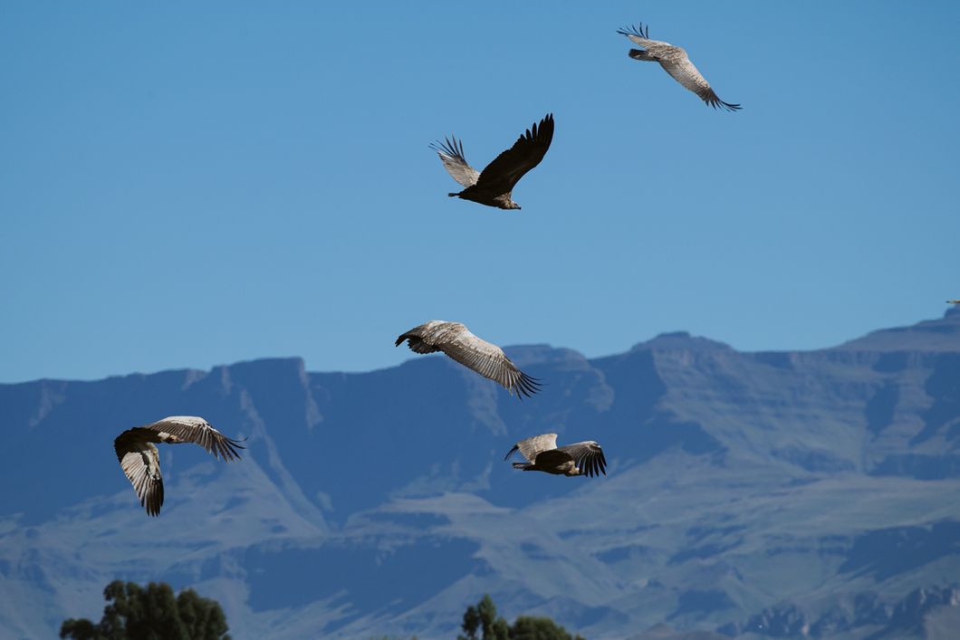 natucate-volunteering-south-africa-drakensberg-vulture-casey-pratt-vultures-landscape