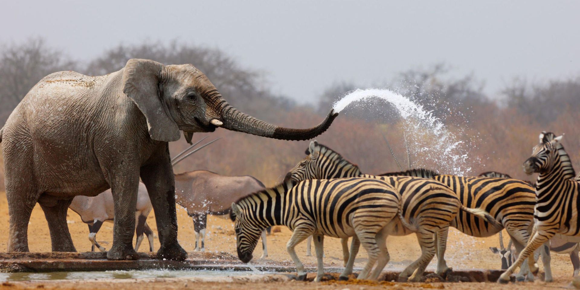 natucate-safari-namibia-etosha-south-wildlife-waterhole