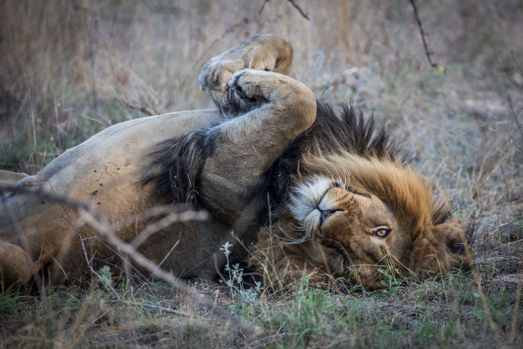 Ein Loewe liegt auf dem Ruecken und waelzt sich spielerisch ueber den Boden waehrend eines Safari Trips