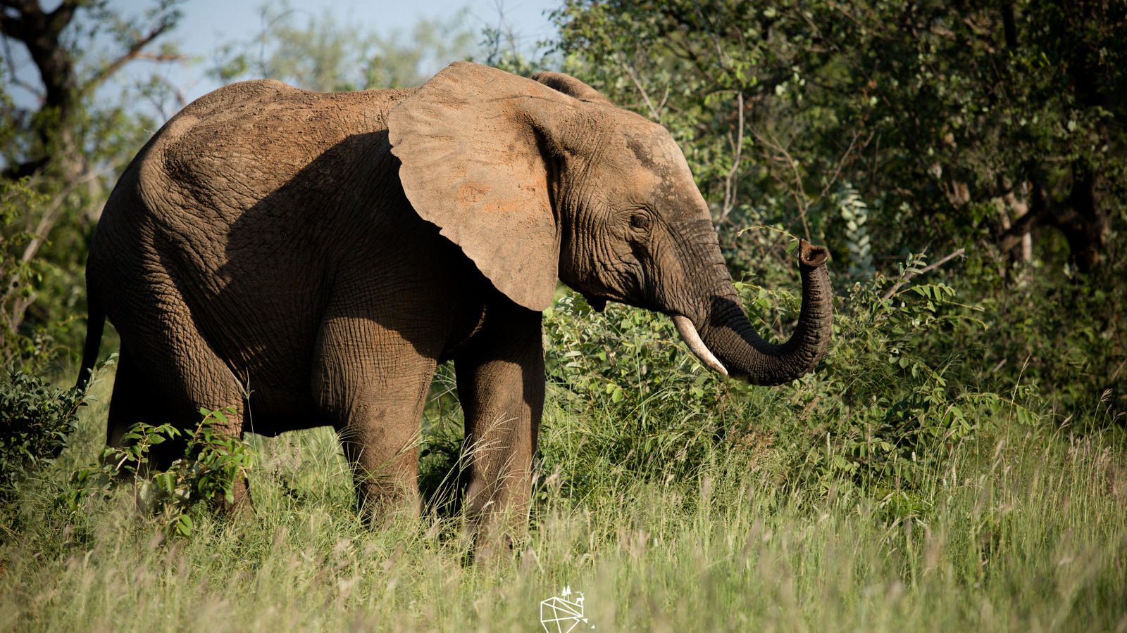 erfahrungsberichte-rangerkurse-suedafrika-field-guide-level-1-katharina-elefant-natucate