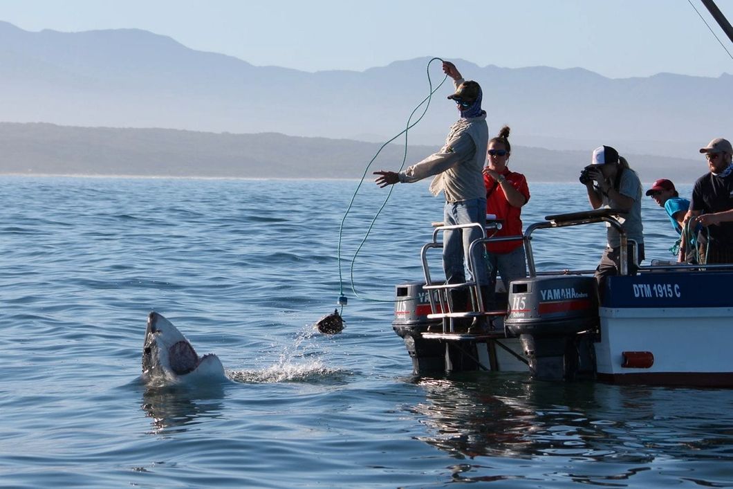 Mit Hilfe von Koedern werden Haie an die Meeresoberflaeche gelockt