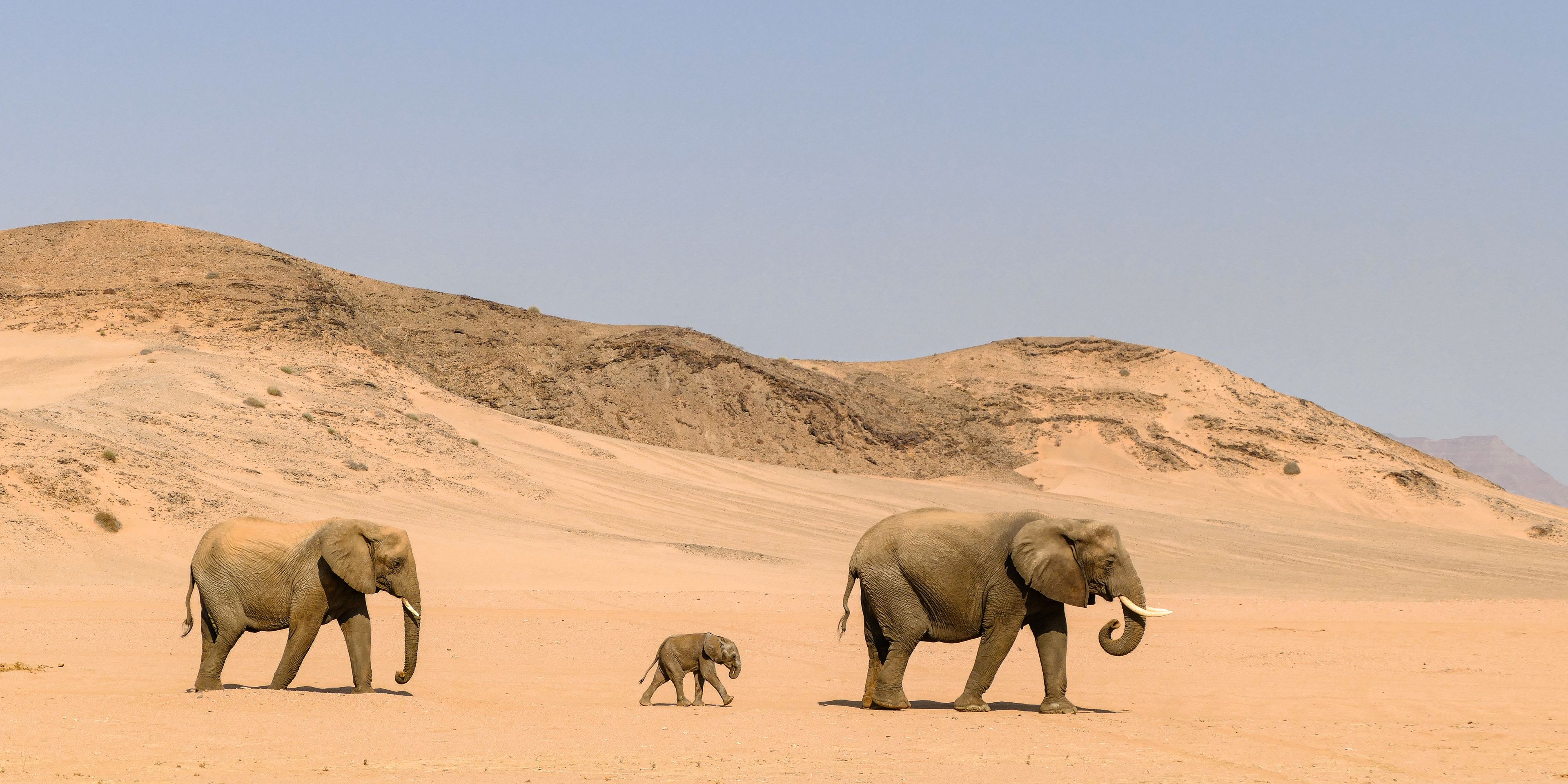 natucate-sabbatical-namibia-elefantenschutz-wueste