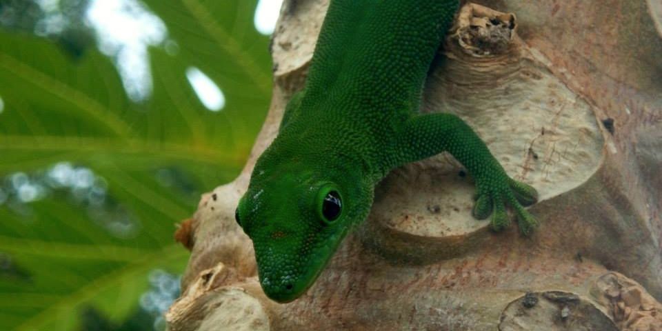 Ein gruener Gecko sitzt an einem Baumstamm im Regenwald von Madagaskar.