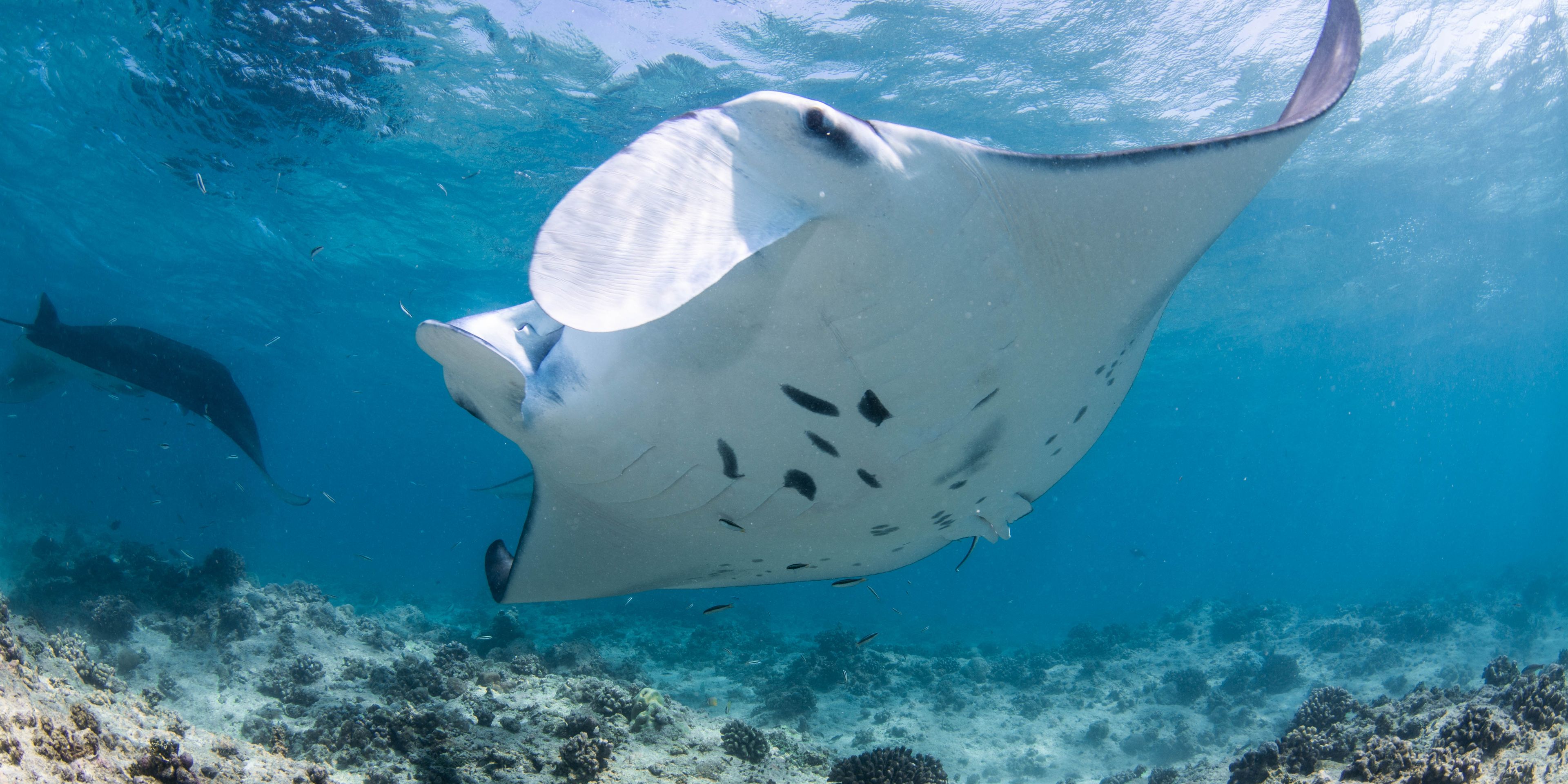 Manta Rochen schwimmend