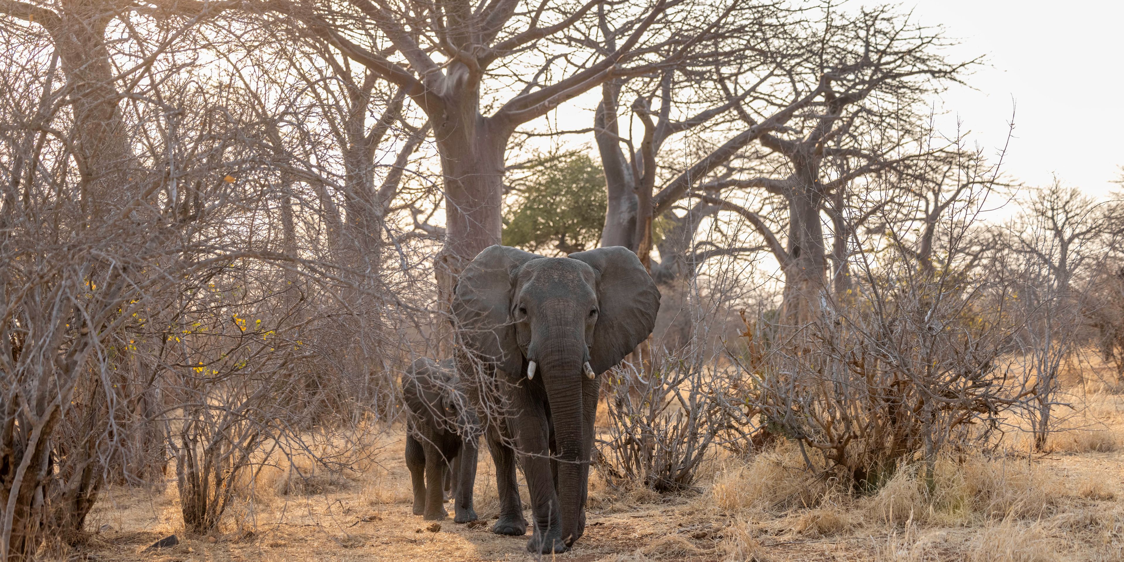 Gr&ouml;&szlig;er und kleinerer Elefant hintereinander