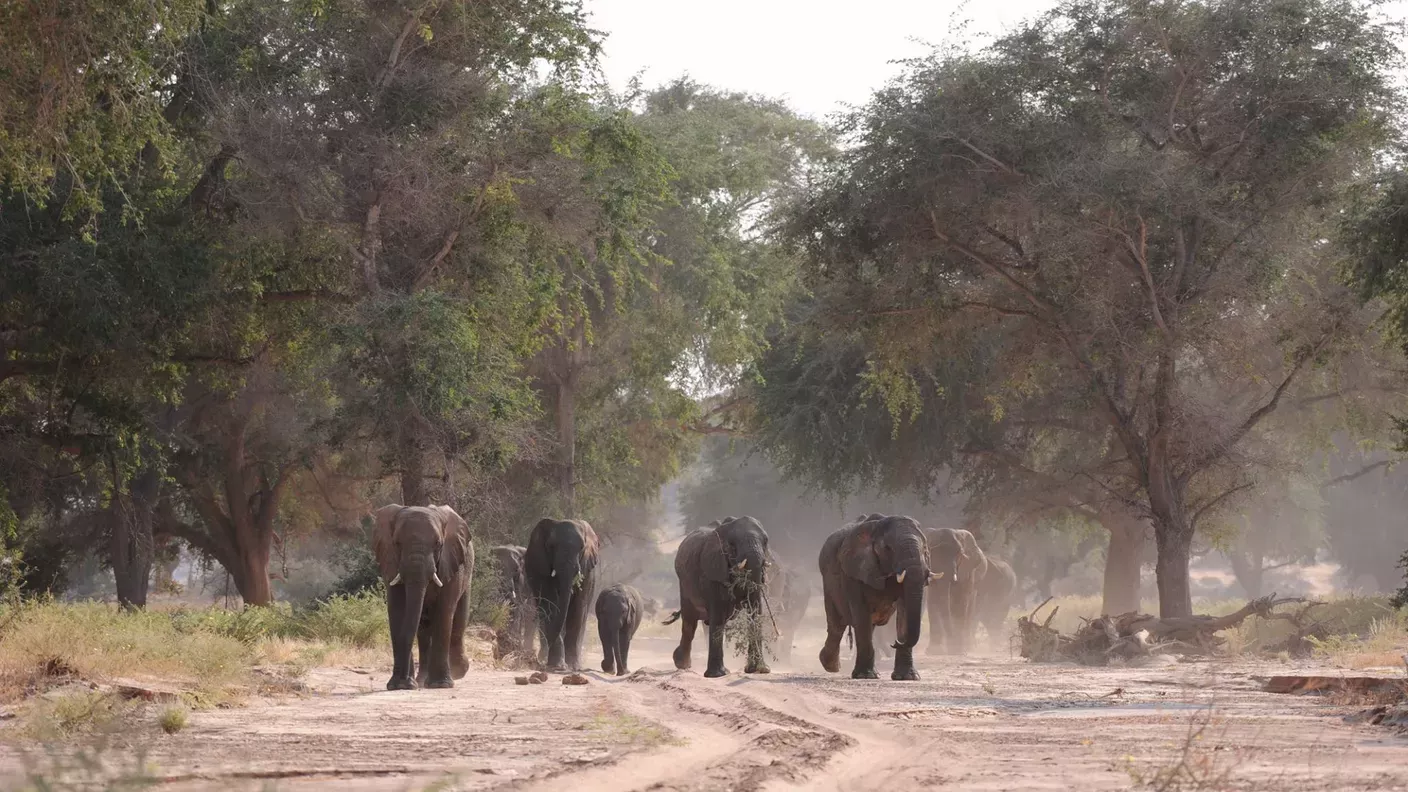 natucate-lp-sabbatical-elefanten-staub-wuste