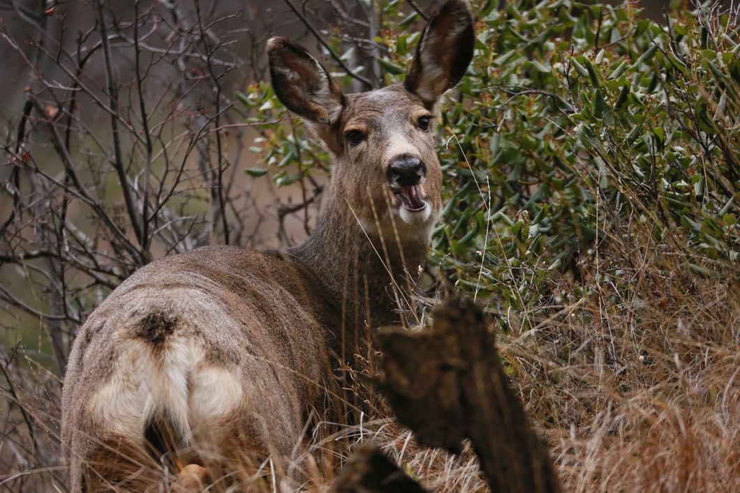Beobachtung der kanadischen Wildtiere im Rahmen eines Naturkurses in der Rangerausbildung