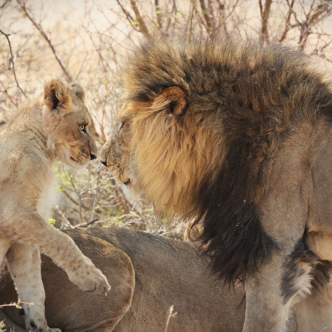 natucate-blog-review-james-kalahari-lion-family