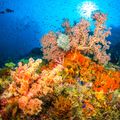 travel-guide-indonesia-coral-natucate