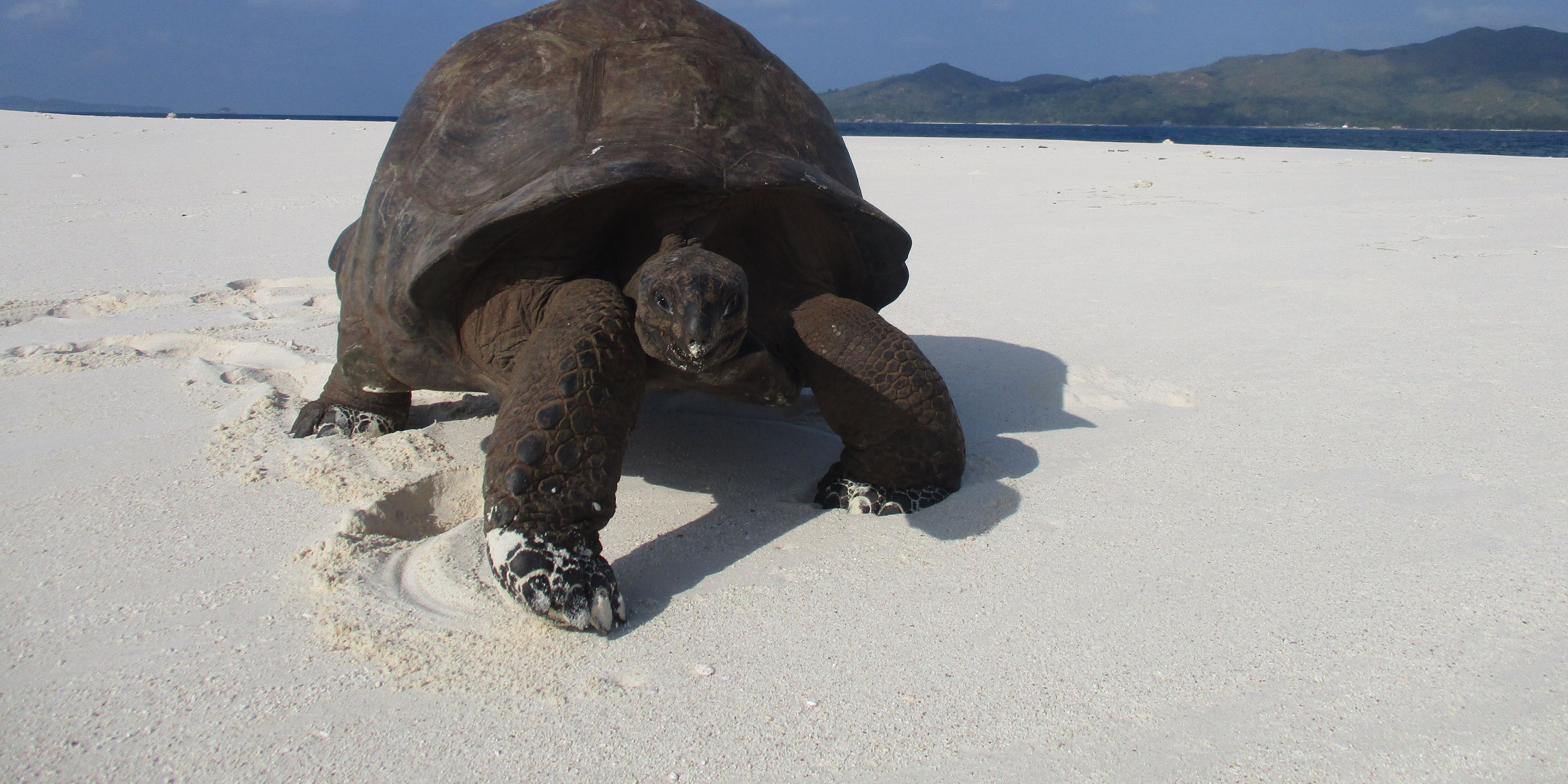 Eine grosse Landschildkroete steht am weissen Sandstrand von Cousin Island