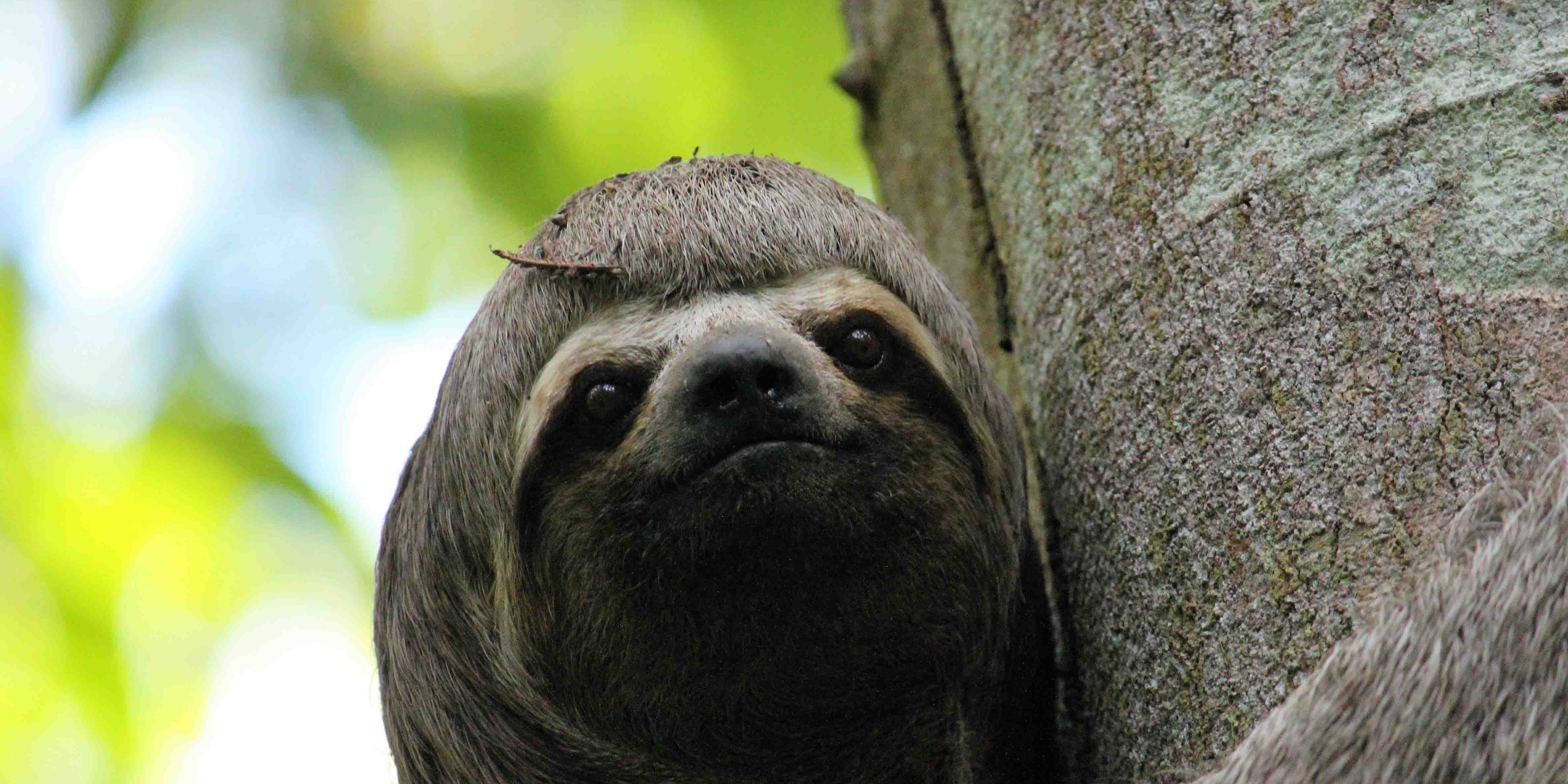 Zusehen ist der Kopf eines Faultiers, das einen Baumstamm umklammert vor einem unscharfen hellgrünen Hintergrund.