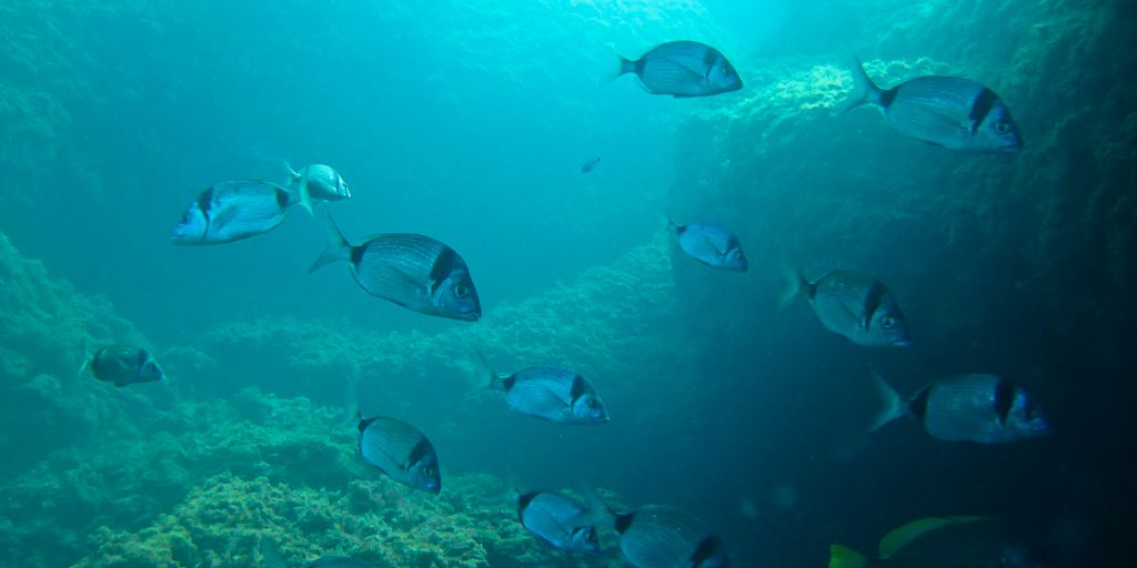 freiwilligenarbeit-spanien-denia-europa-naturschutz-kueste-natucate