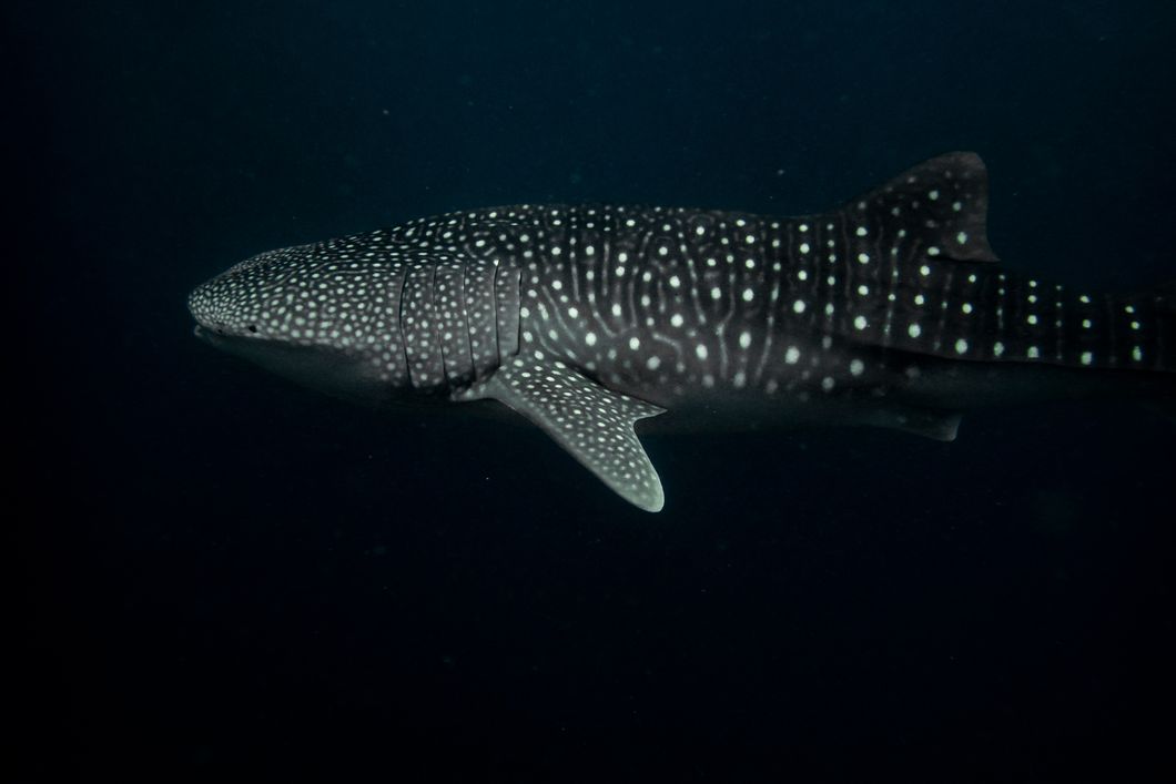 freiwilligenarbeit-malediven-asien-walhaischutz-unterwasserwelt-natucate