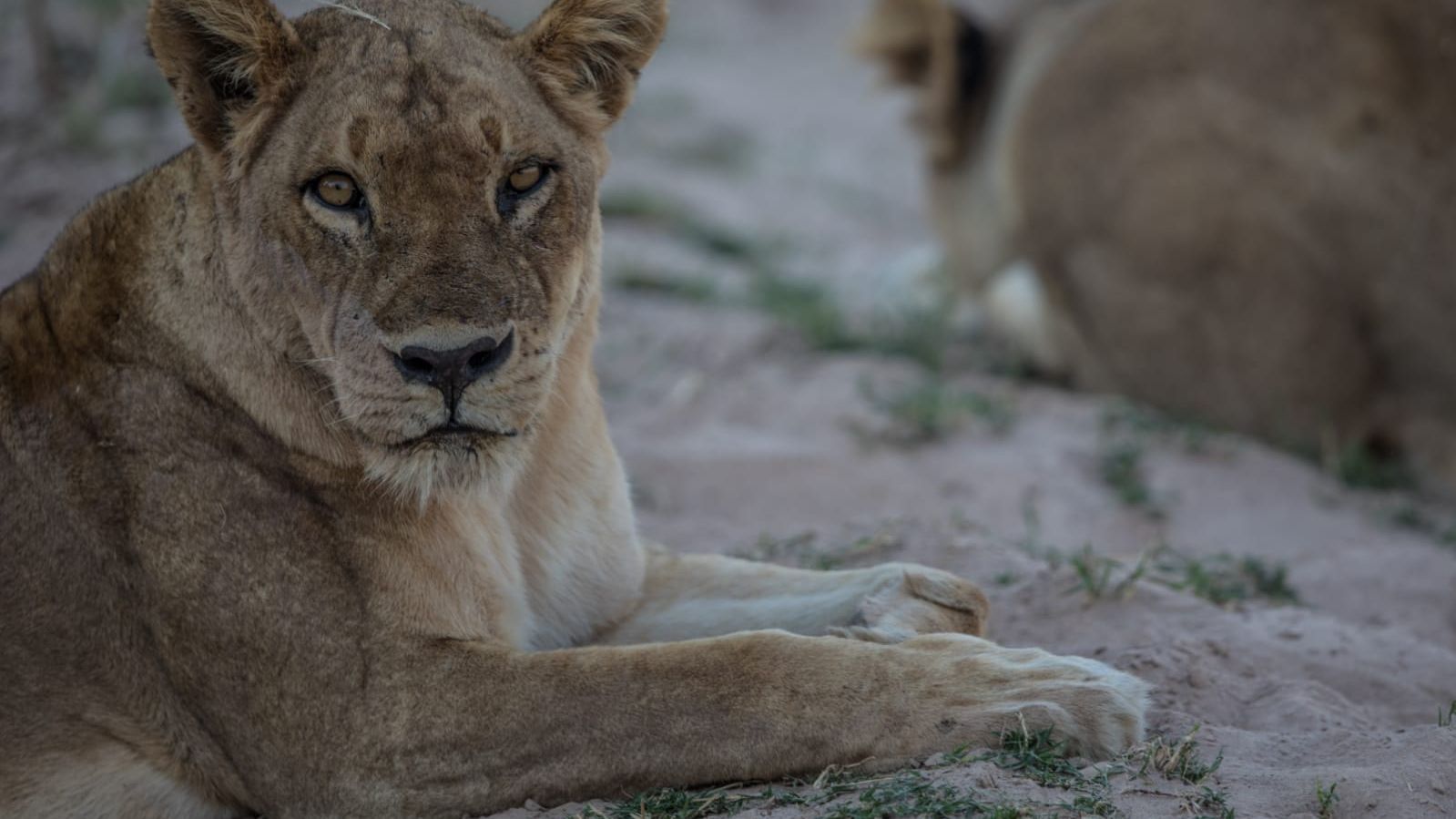 landingpage-ecotraining-wildlife-courses-south-africa-lion-natucate