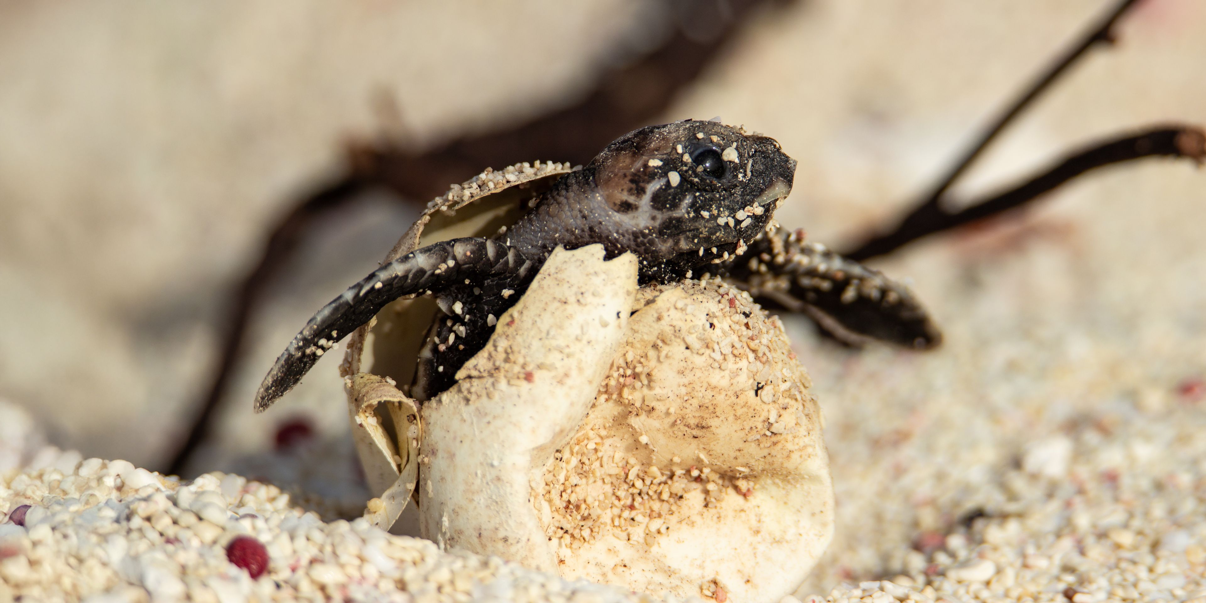 Baby turtle hatches