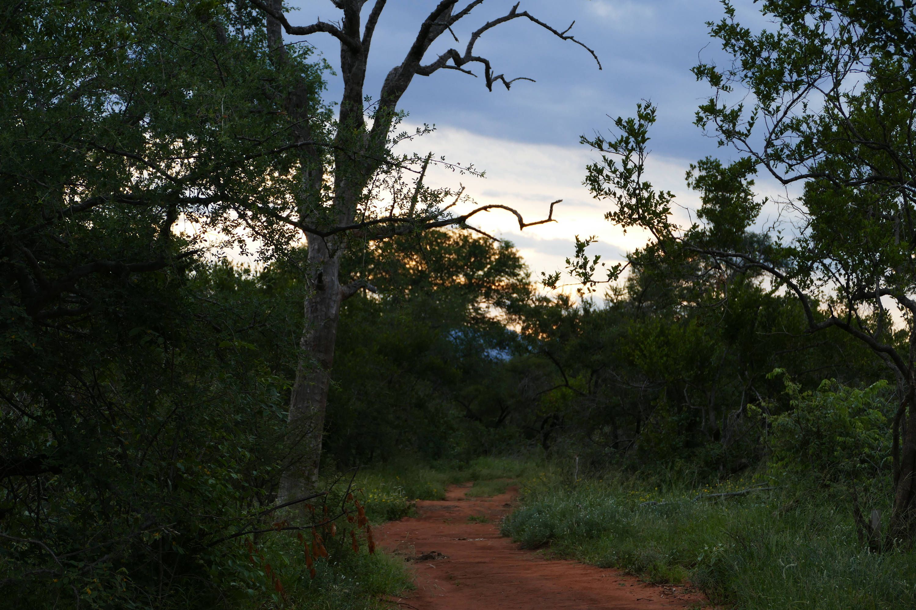 Review Field Guide Level 1 Africa Carina ⋅ Natucate