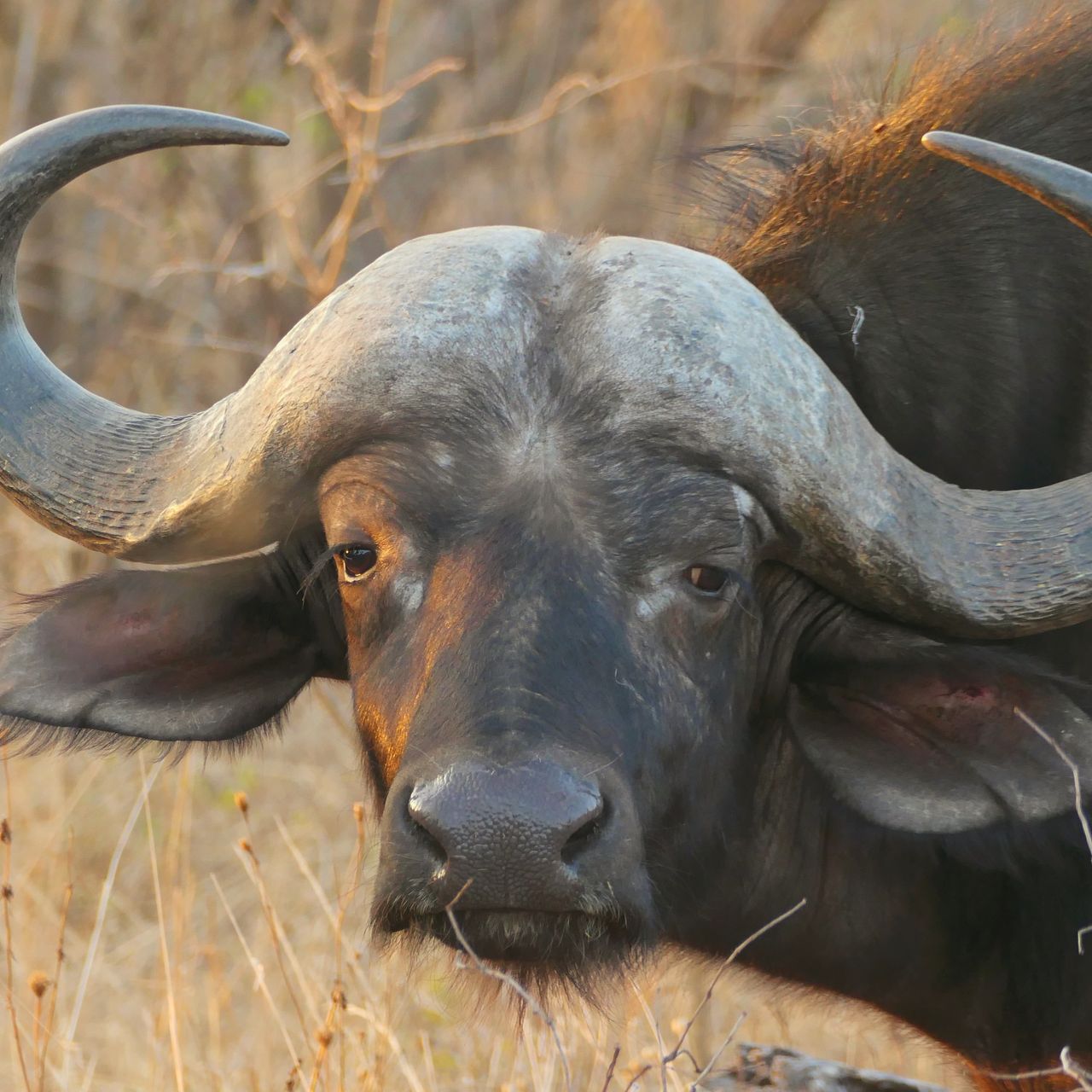 Buffalo