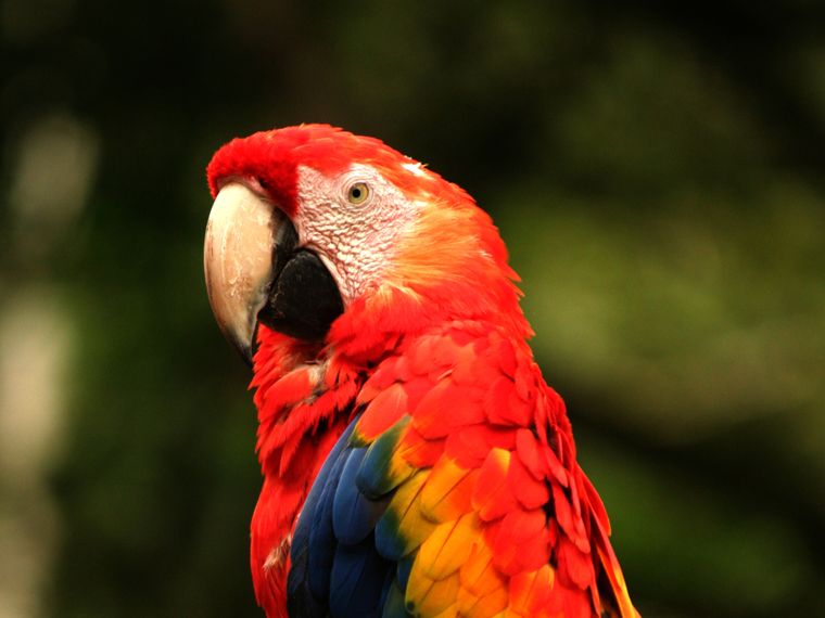 artenschutz-papagei-wilderei-lateinamerika-blog-natucate