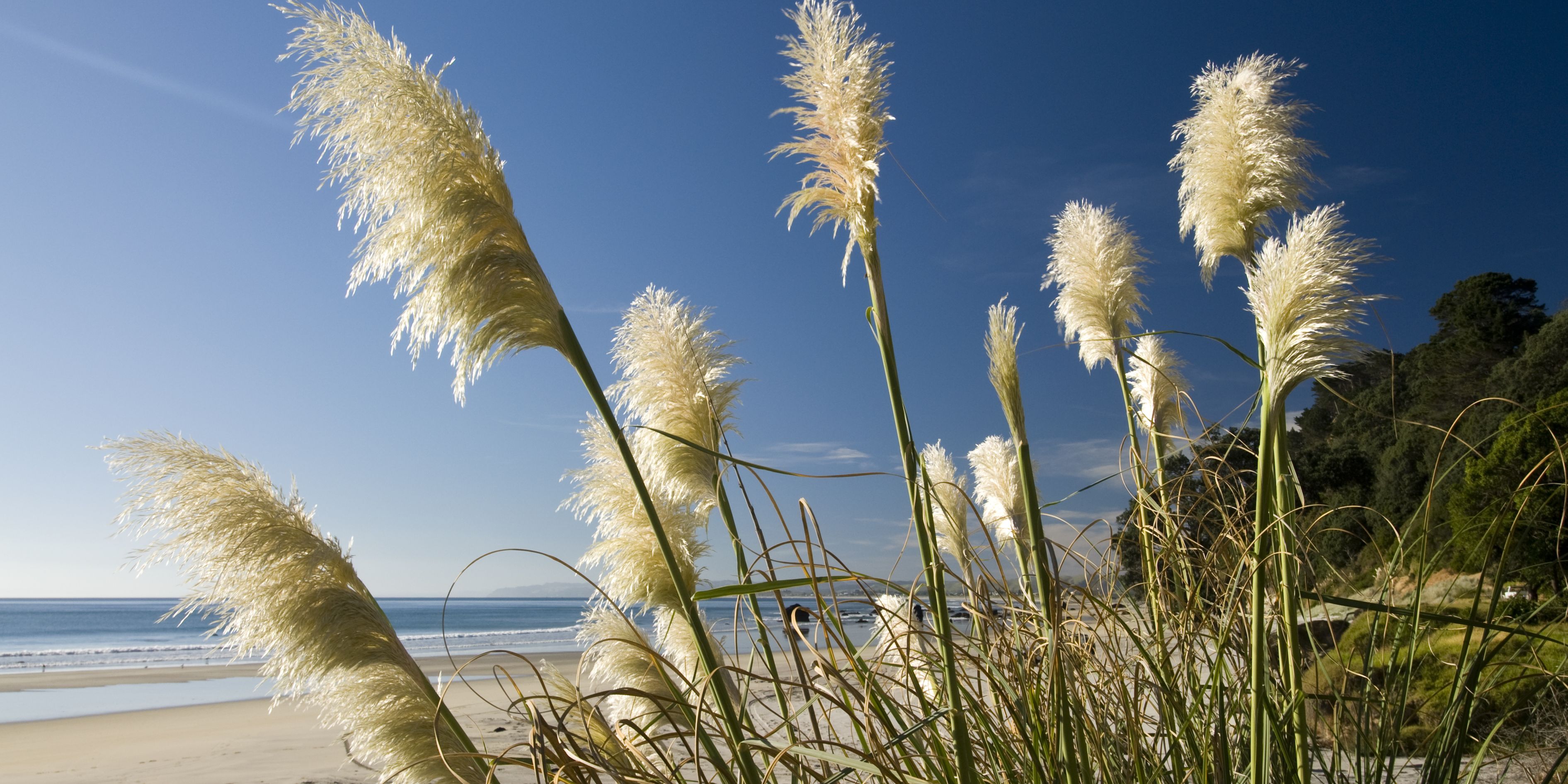Freiwilligenarbeit in Ozeanien: Schilfgras am Strand von Neuseeland